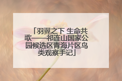 羽翼之下 生命共歌——祁连山国家公园候选区青海片区鸟类观察手记